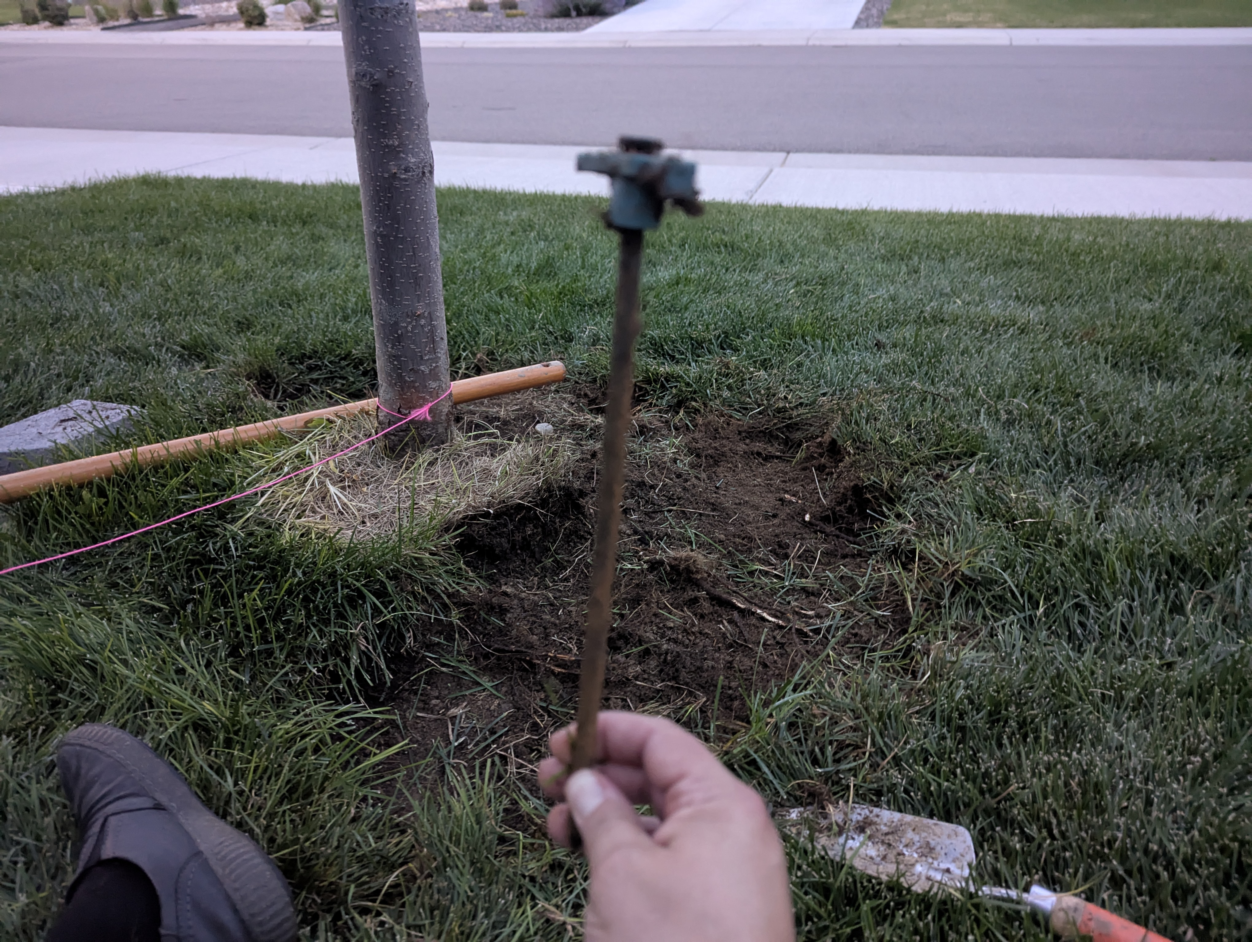 Tree Ring, Home Improvement, Morrison, Colorado